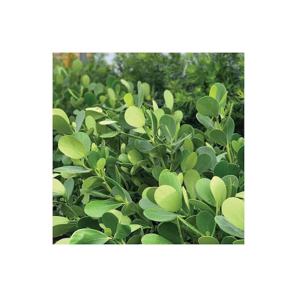 habanero peppers plant Seed Savers Pepper