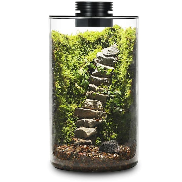 9.8 in. x 5.9 in. Glass Plant Terrarium with Grow Light for Succulent, Betta Fish Tank, Home and Plant Gifts (1-Pack)