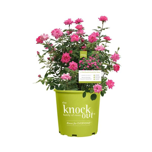 KNOCK OUT 2 Gal. Pink Double Knock Out Rose Bush with Pink Flowers