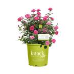 3 Gal. Pink Double Knock Out Rose Bush with Pink Flowers