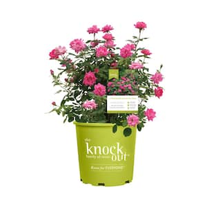 3 Gal. Pink Double Knock Out Rose Bush with Pink Flowers