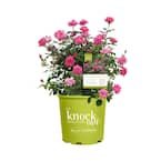 1 Gal. Pink Double Knock Out Live Rose Bush with Pink Flowers