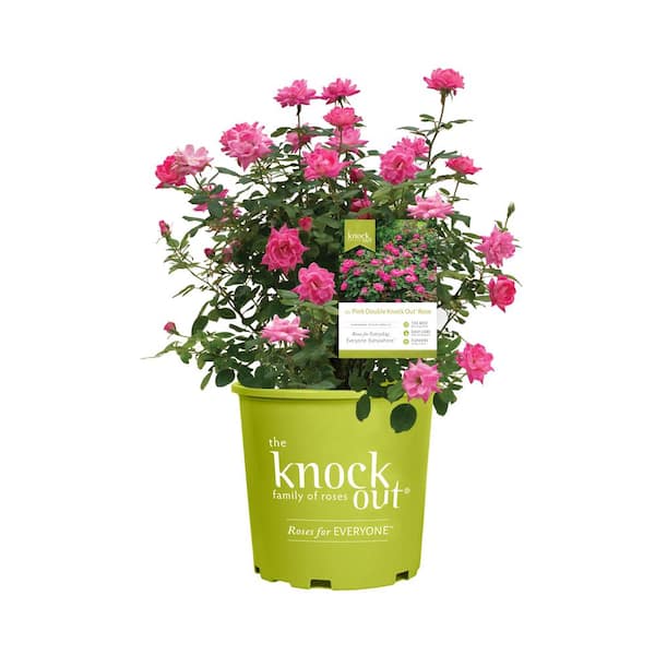KNOCK OUT 1 Gal. Pink Double Knock Out Rose Bush with Pink Flowers (2-Pack)