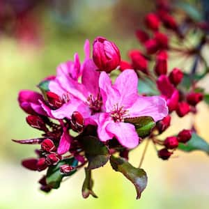 1 Gal. Profusion Crabapple Tree with Pink Blossoms
