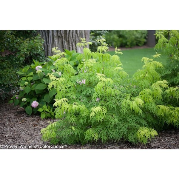 PROVEN WINNERS 4.5 in. qt. Lemony Lace Elderberry (Sambucus) White