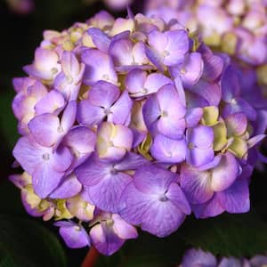 14 in. BloomStruck Bigleaf Hydrangea Flowering Shrub, Pink and Purple Flowers in a White Decorative Pot