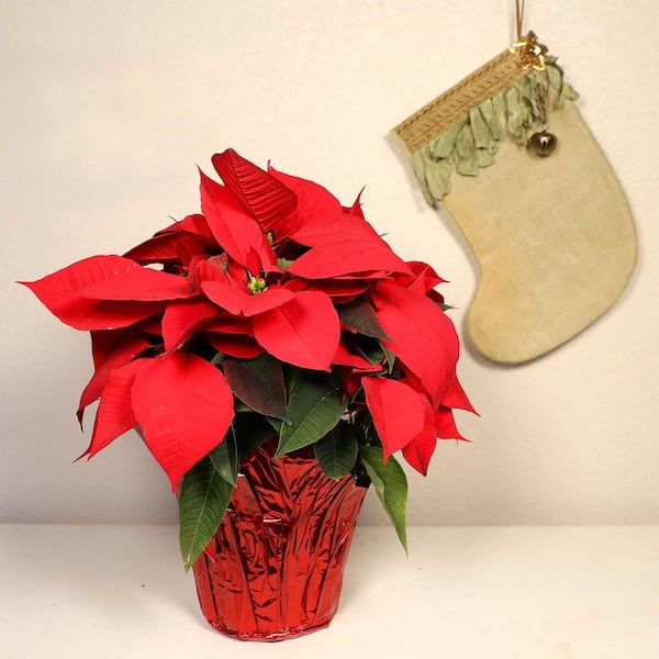 6.5 in. Poinsettia Red Solo
