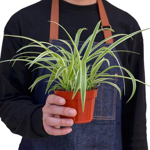 PPC INTERNATIONAL LLC Spider Plant Reverse (Chlorophytum comosum  variegatum) Plant in 4 in. Grower Pot 4_SPIDER_REVERSE - The Home Depot