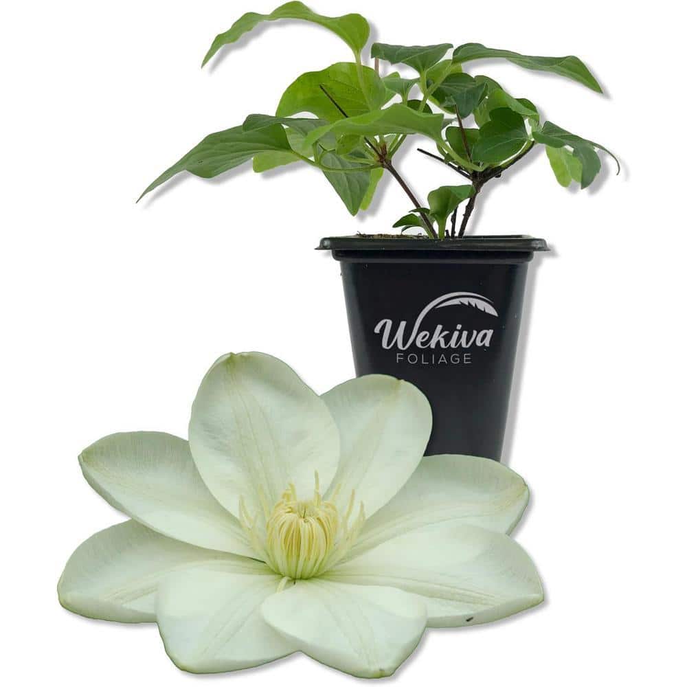 Wekiva Foliage Clematis Guernsey Cream-Live Starter Plant in a 2
