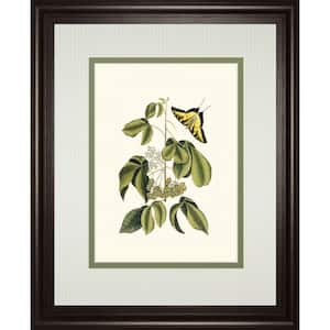 "Papilio Antilochus" By Marc Catesby Framed Print Nature Wall Art 34 in. x 40 in.