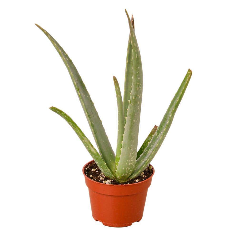 Vigoro 4 in. Aloe Vera Plant in Grower 1006699870 - The Home Depot