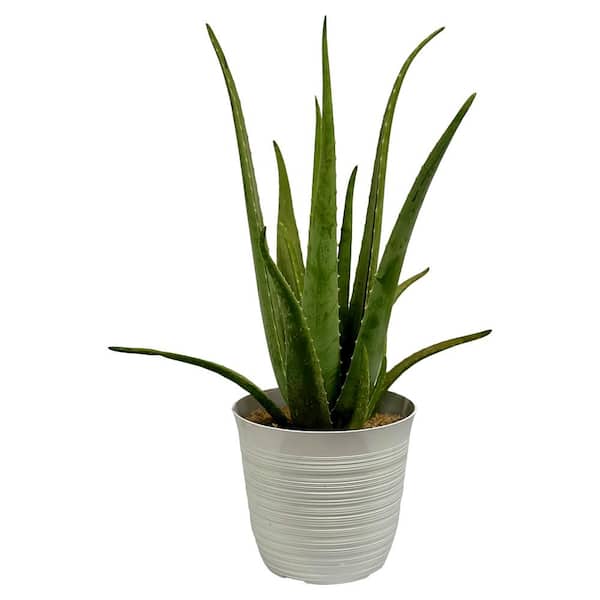 Pure Beauty Farms 2.5 qt. Succulent Aloe Vera Plant in 8 in. Grower Pot