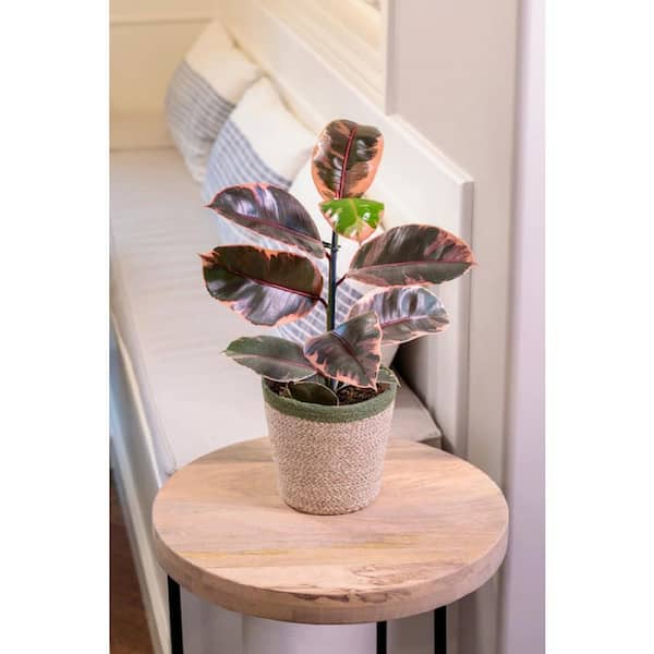PROVEN WINNERS 5 in. Leafjoy Chroma Ficus Belize (Elastica) - Rubber Plant, Live Plant Seagrass Container (1-Pack)