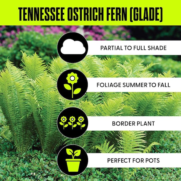 Woodland Plant TN Ostrich Fern Roots (3-Pack)