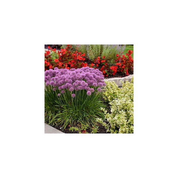 METROLINA GREENHOUSES 2.5 qt. Proven Winners Allium Serendipity