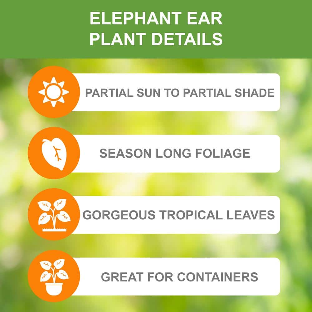 Colocasia Upright Black Elephant Ear Bulbs with Green Foliage, 7-9 inches