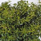 2.5 Gal - Soft Touch Holly(Ilex), Live Evergreen Shrub, Finely Textured Green Foliage