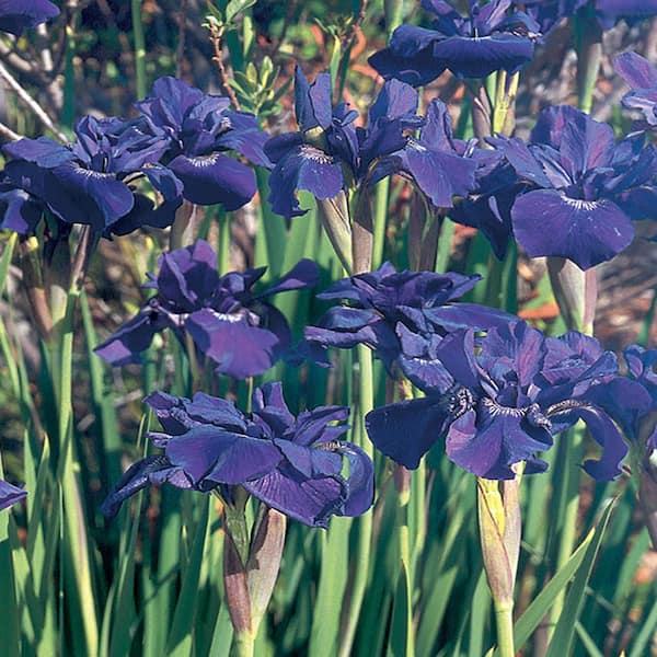 Unbranded Iris Purple Siberica Caesar's Brother Bulbs (8-Count)