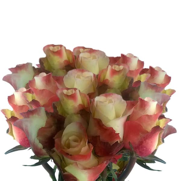 Globalrose 50 Stems of Cream Yellow with Pink Edges Audabe Roses