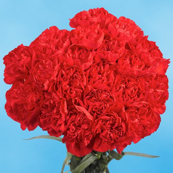 Globalrose Fresh Red Day Carnations (200 Stems)