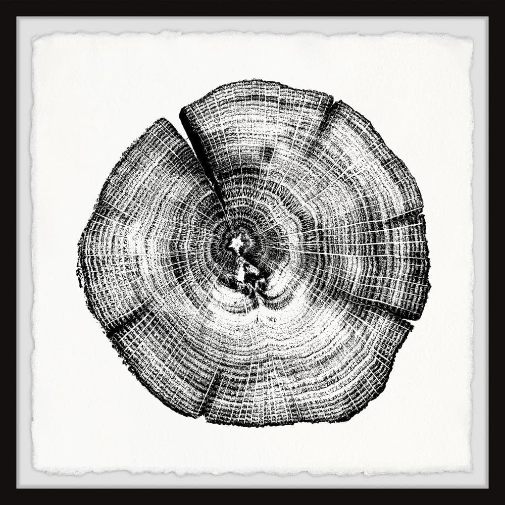 Burned Oak by Marmont Hill Framed Nature Art Print 24 in. x 24 in.