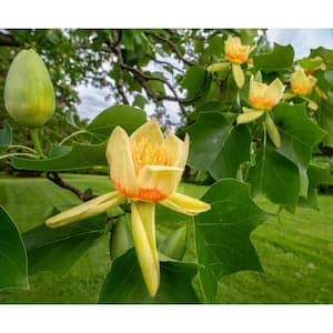 3 ft. Tulip Tree with Magnificent Yellow Blossoms and Towering Mature Height