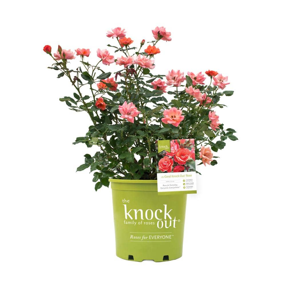 KNOCK OUT 1 Gal. White Knock Out Rose Bush with White Flowers 13170 - The  Home Depot