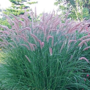 2.50 Qt. Pot, Rose Fountain Grass (Pennisetum), Live Deciduous Perennial Plant (1-Pack)