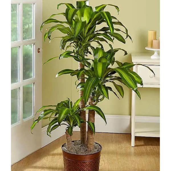 Pure Beauty Farms 1 9 Gal Dracaena Mass Cane Stalk Plant In 9 25 In Grower S Pot Dc10dracmas The Home Depot