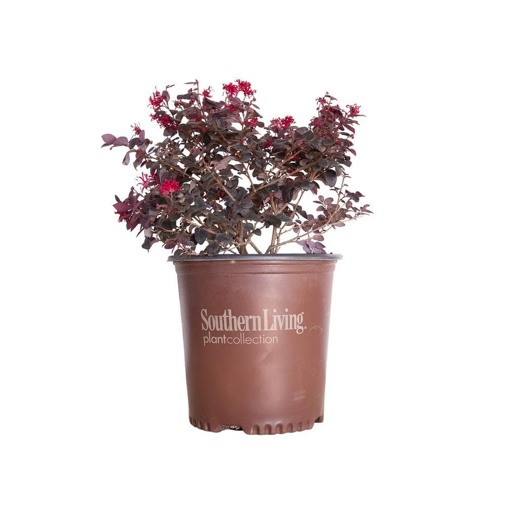 SOUTHERN LIVING 2 Gal. Red Diamond Midsize Loropetalum