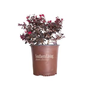 2 Gal. Red Diamond Midsize Loropetalum, Evergreen Shrub with Purple Foliage, Red Ribbon Blooms