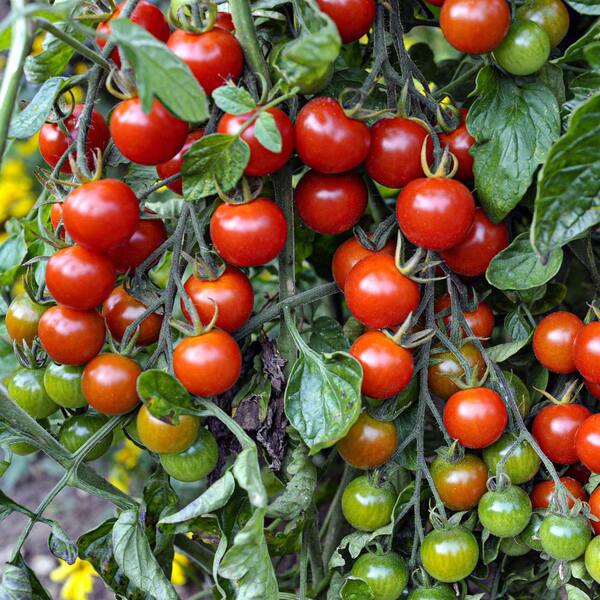 19 oz. Super Sweet 100 Tomato Plant (2-Pack)