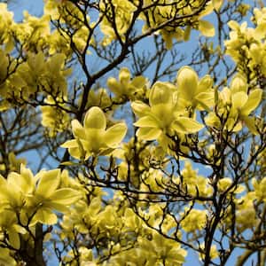 2 Gal. Magnolia Butterflies Tree with Yellow Blooms (1-Plant)