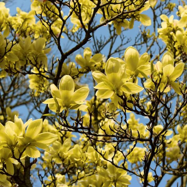 national PLANT NETWORK 2 Gal. Magnolia Butterflies Tree with Yellow Blooms (1-Plant)