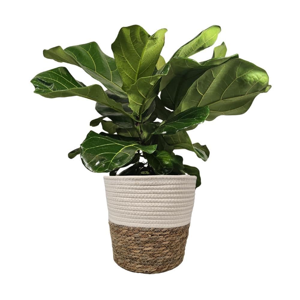1.9 Gal. Ficus Lyrata (Fiddle Leaf Fig) Live Houseplant in 9.25 in. Deco Weave Basket price history on PriceWatchPro
