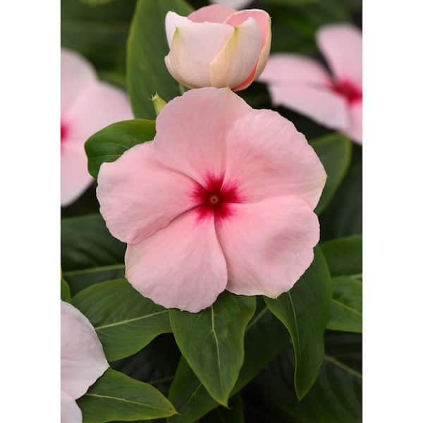 BELL NURSERY 6 in. Pink Vinca Annual Live Plant, Pink Flowers (4-Pack) VINCA6PNK4PK - Home Depot