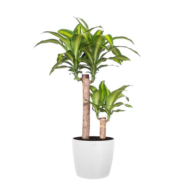 United Nursery Mass Cane Plant 2 Stem Live Dracaena Indoor Outdoor ...