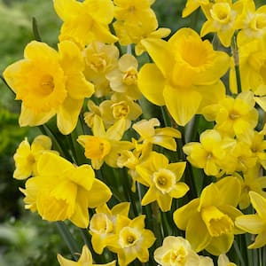 Trumpet Yellow Daffodil Bulbs (45-Pack) 36609P - The Home Depot