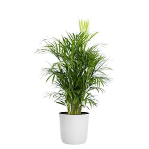 Aralia Ming Live Indoor Outdoor Plant in 10 inch Premium Sustainable Ecopots White Pot with Removeable Drainage Plug