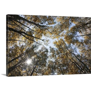 "Fall color of large trees in Acadia National Park in Maine" by Scott Stulberg Canvas Wall Art