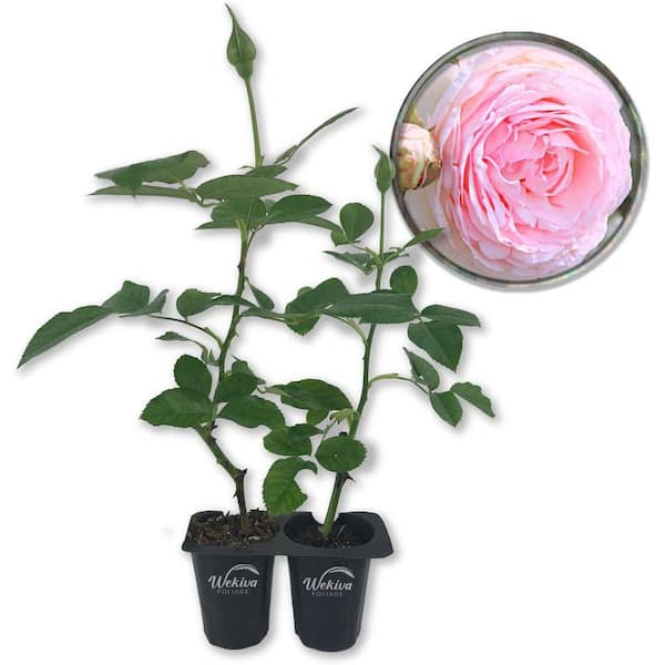 Wekiva Foliage New Dawn Rose Bush 2-Live Starter Plants in 2 in