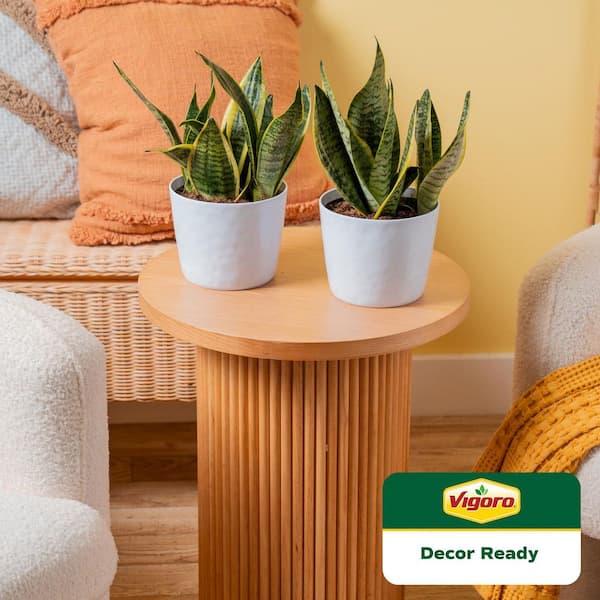 Grower's Choice Sansevieria Indoor Snake Plant in 6 in. White Decor Pot, Average Shipping Height 1-2 ft. (2-Pack)