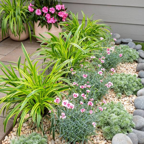 2 QT. Liriope Super Blue Monkey Grass with Purple Flowers
