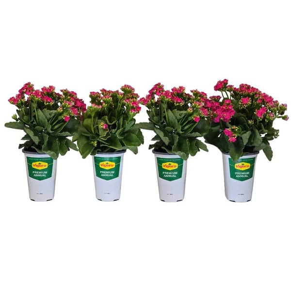 Vigoro 1 qt. Kalanchoe Live Plant With Pink Flowers in 4.7 in. Growers Pot (4-Plants)