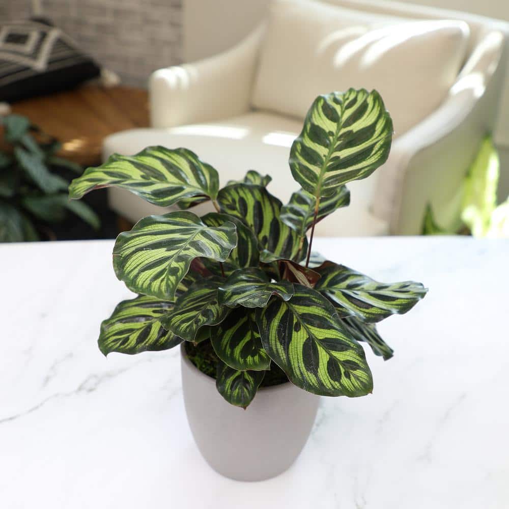 Calathea Peacock Plant in Gray Ceramic Planter, 24 Inches Tall