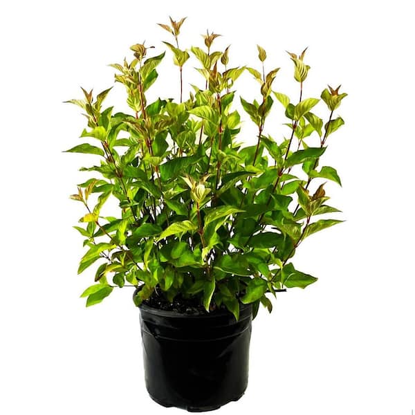 2.25 Gal. Bailey's Red Twig Dogwood (Cornus) Live Shrub