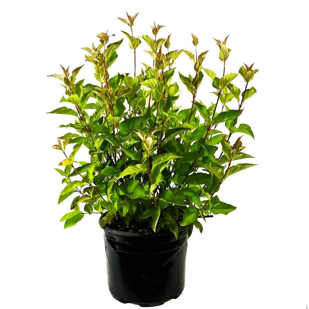 2.25 Gal. Bailey's Red Twig Dogwood (Cornus) Live Shrub O200503 - The ...