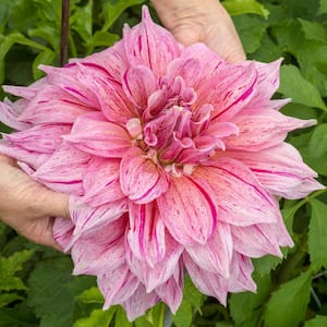 Maki Dahlia Bulbs, Pink Colored Flowers (3-Pack)