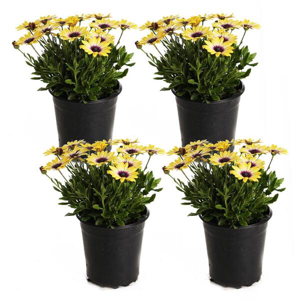 Unbranded 2.5-Qt. #1 Blue Eyed Beauty Osteospermum Plant (4-Pack)