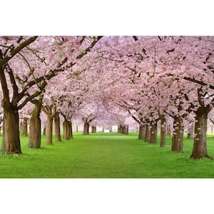 Cherry Trees Wall Mural